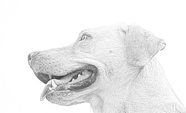 My doggy 
