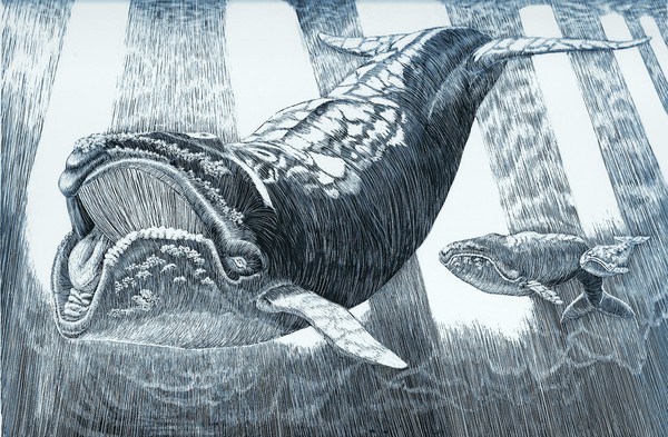 whale pod