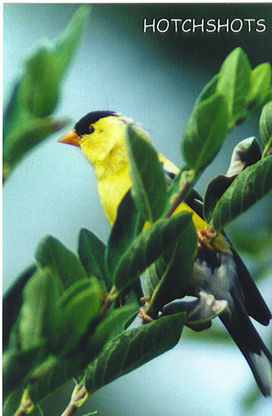 AMERICAN GOLD FINCH 