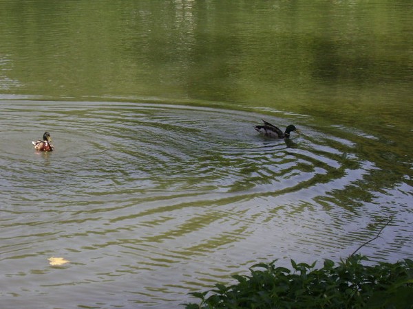 Ducks at play