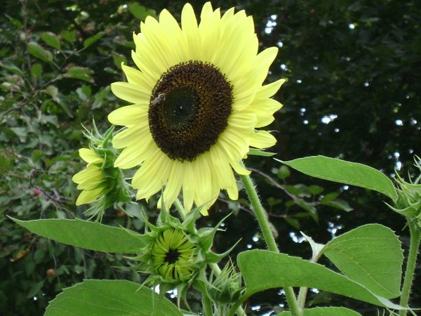 Sunflowers