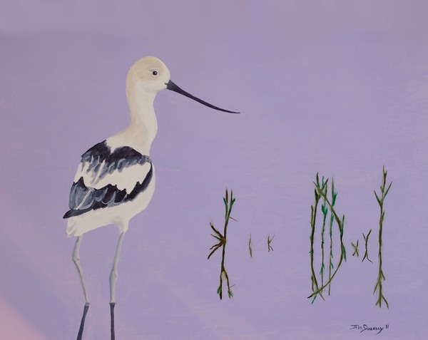 American Avocet