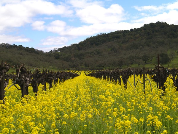Napa Valley Mustard and Vineyards