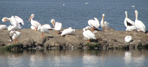 Bay Area Pelicans, Oct 2008