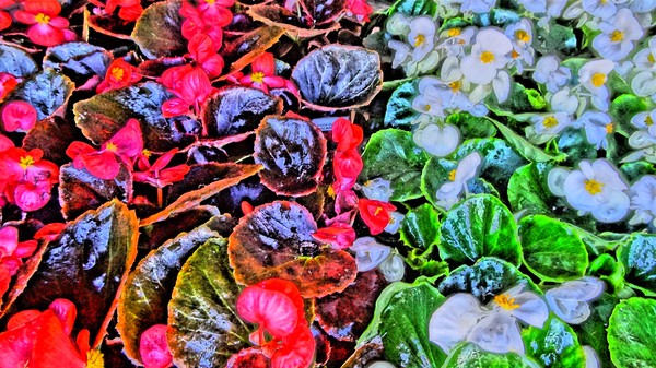 Flowers from Saturn
