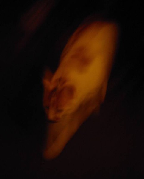 Emergence