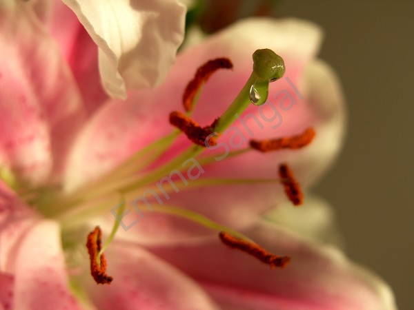 Nectar