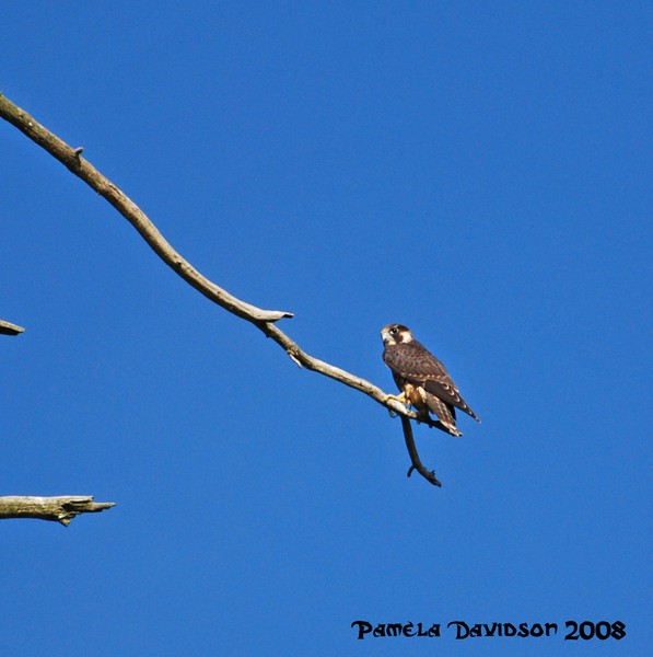 Perched Predator