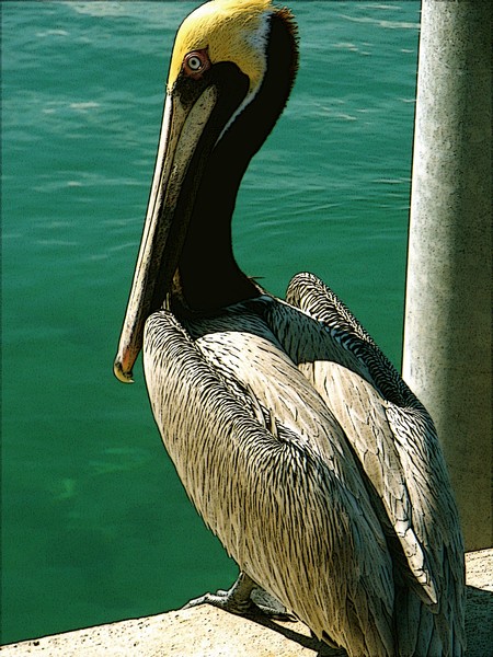   Pelican on singer Island