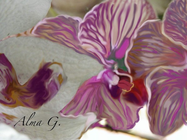 Phalaenopsis