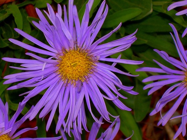 The Art of Flowers #3
