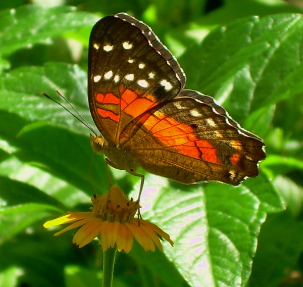 Red Peacock Butterfly 