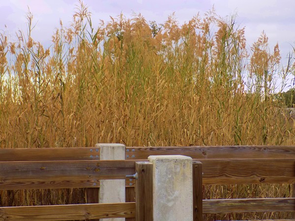 Grassy overlook