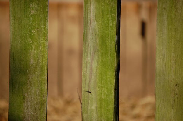 this old fence