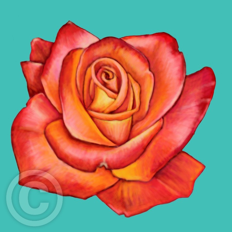 Delicate Orange Rose