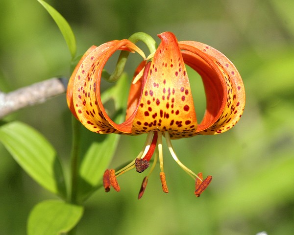 Michigan Lily