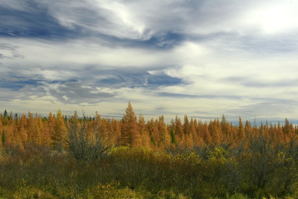 Autumn in the Big Bog 2