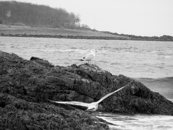 Watching over the Sea