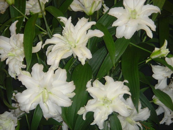 Lushious Lillies