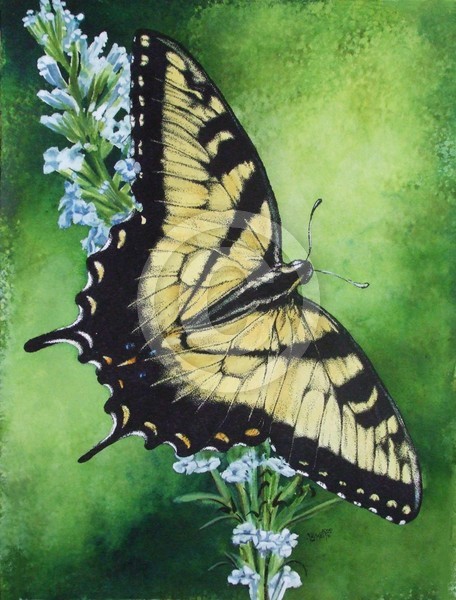 Fragile Beauty