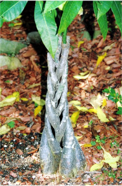 Tree Braids