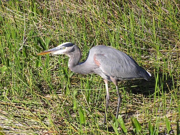 Tri-color heron