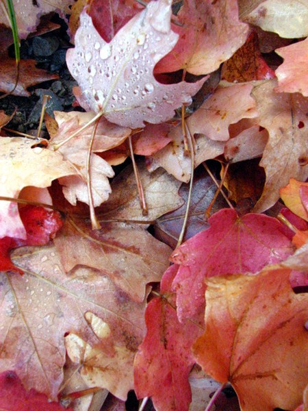 Autumn Dreams