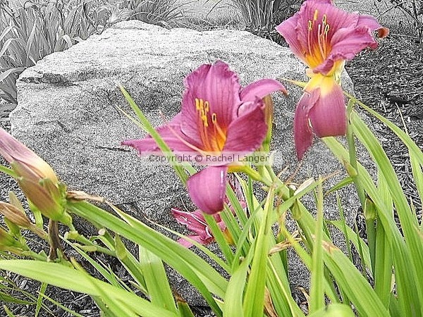 Summer Daylillies