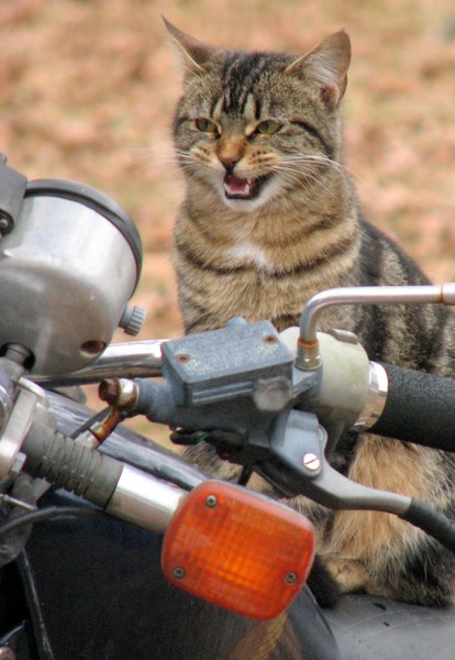 Biker Kitty