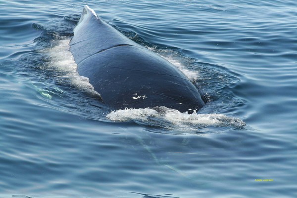 Regulas the whale