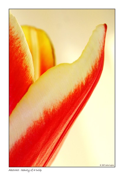 Beauty of a Tulip.