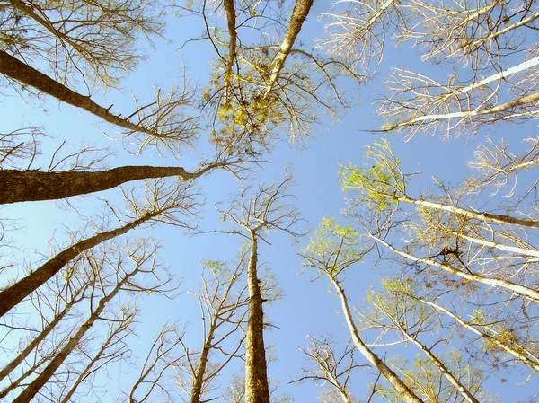 Looking Up at Trees