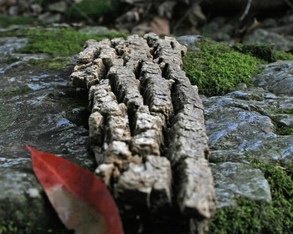 Gather on the Rock