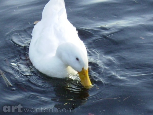 white duck