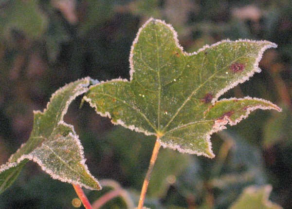 Frost Bitten