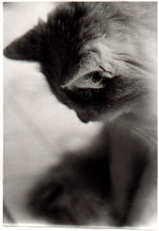 Kitten