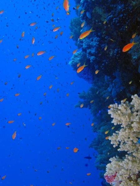 Red Sea Wall Dive 4444