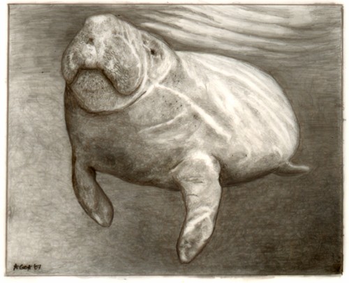 Sunlit Manatee