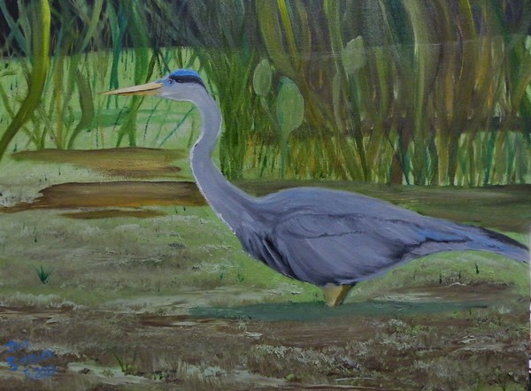 Blue Heron Wades in Swamp