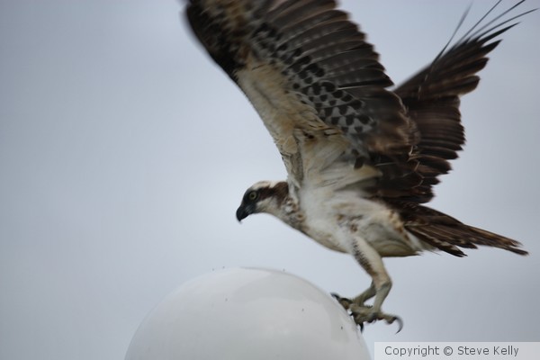 Osprey