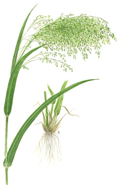 Proso Millet - Panicum miliaceum