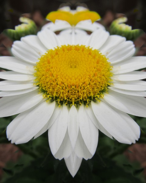 Daisy Dream