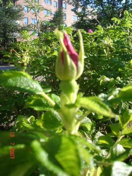 2007-2008 SERIES/ROSES