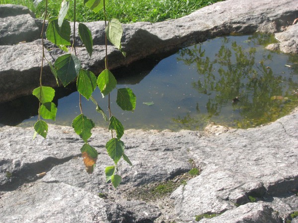 Rocks-trees..REFLECTIONS