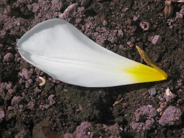 and from seed it raises...