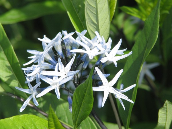 ..littlelight blue stars...florals..