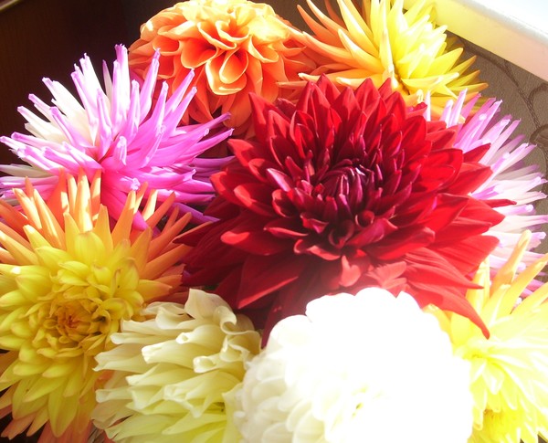 Color in Sunlight