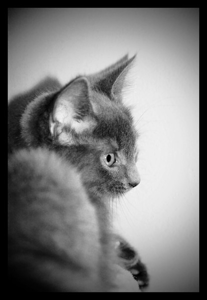 Blooberry Profile