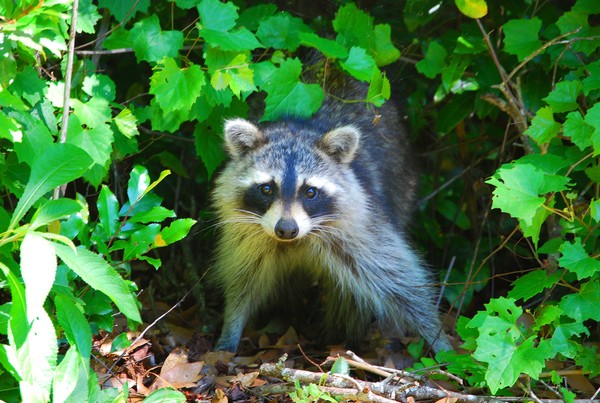 Racoon