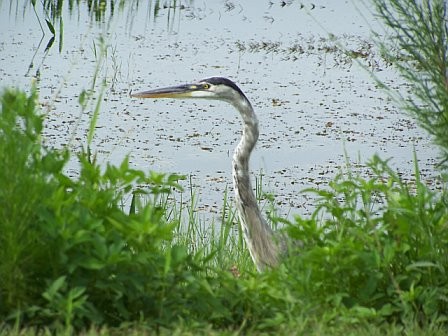 birds of the Everglades